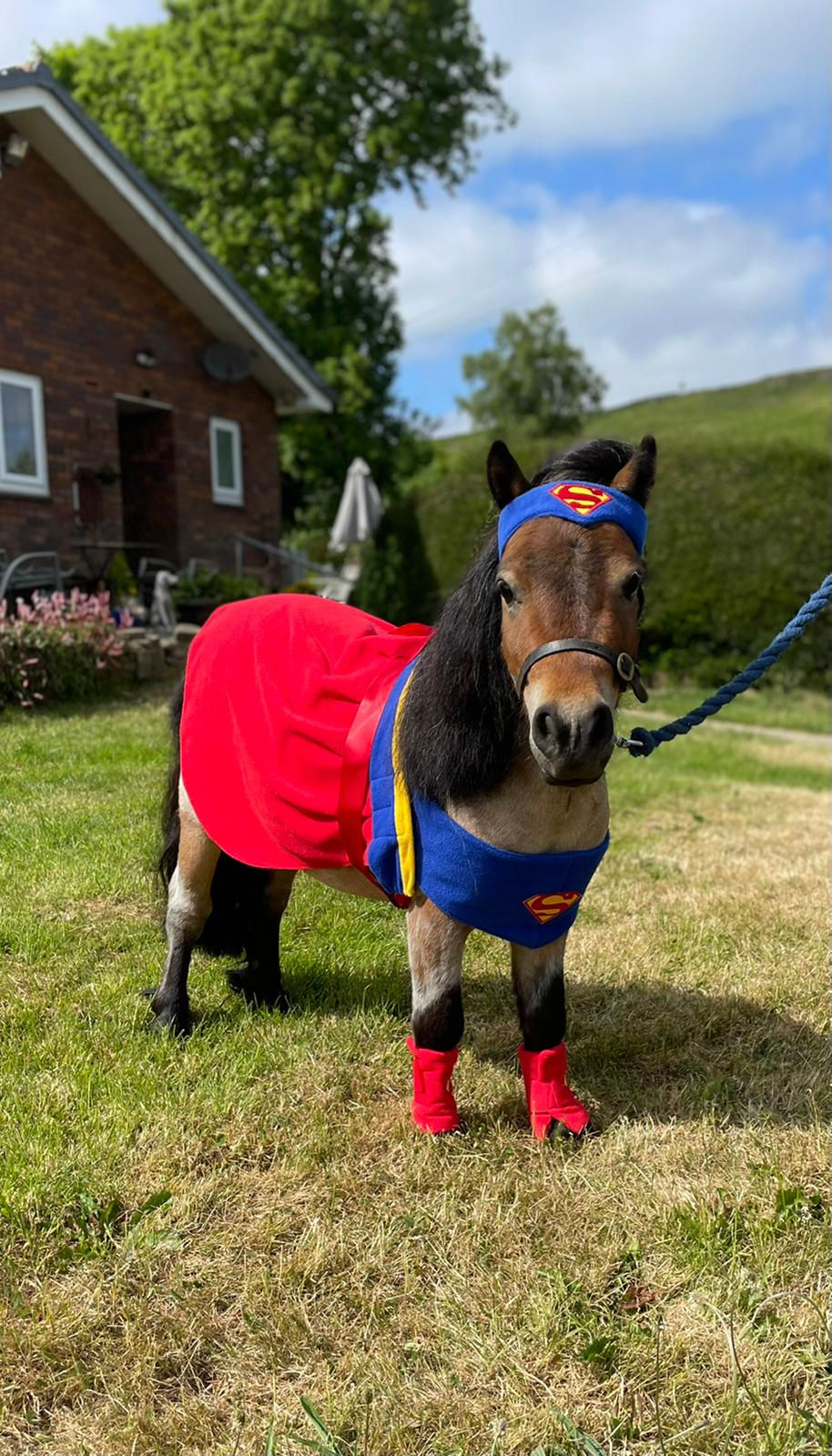 Superhero pony.
